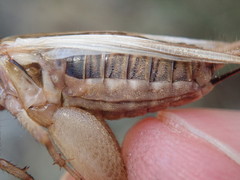 Acheta domesticus