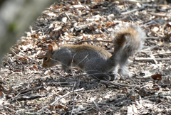 Sciurus carolinensis