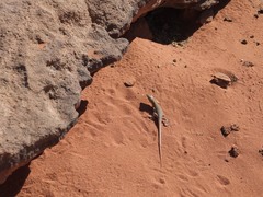 Acanthodactylus schmidti