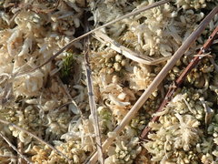 Sphagnum