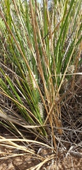 Lomandra leucocephala