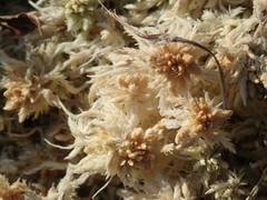 Sphagnum