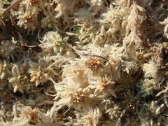 Sphagnum