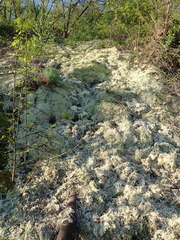 Sphagnum