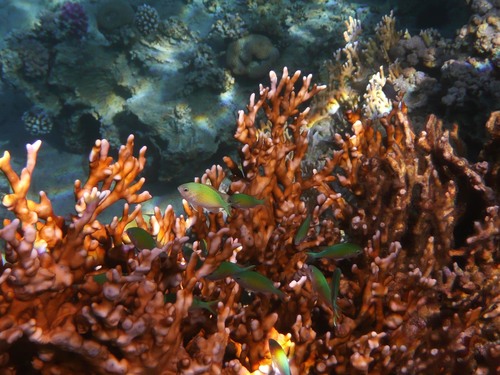Chromis viridis
