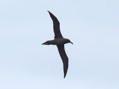 iNaturalist image