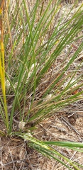 Lomandra leucocephala