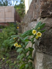 Nonea lutea