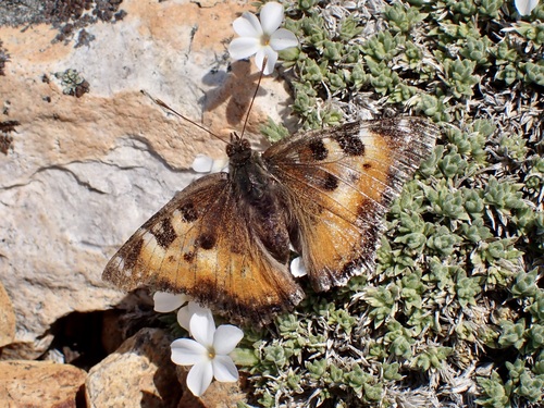 iNaturalist observation photo of California Tortoiseshell