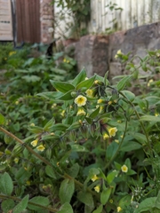 Nonea lutea