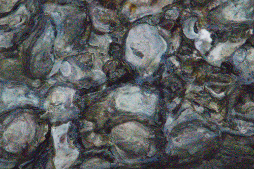 Saccostrea cuccullata