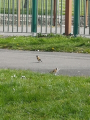 Carduelis carduelis