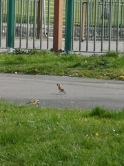 Carduelis carduelis