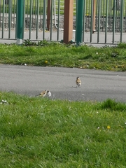 Carduelis carduelis