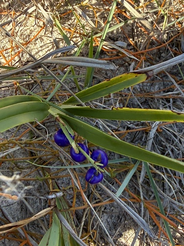 Dianella congesta, 2026-05-30