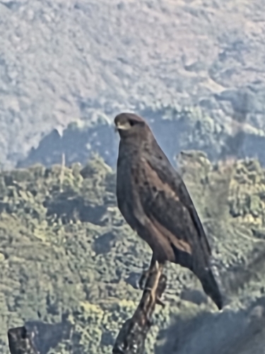 Savanna Hawk