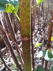 Reynoutria