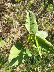 Reynoutria