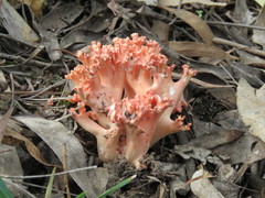 Ramaria botrytoides