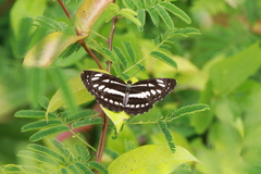 Neptis hylas