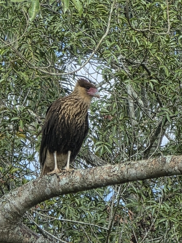 Crested Caracara