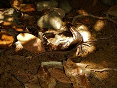 Zonosaurus madagascariensis