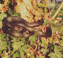 Hierophis viridiflavus carbonarius