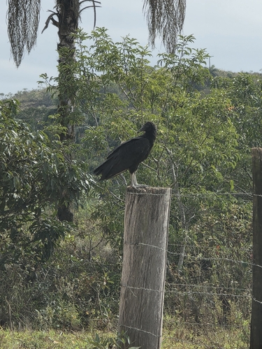 Black Vulture