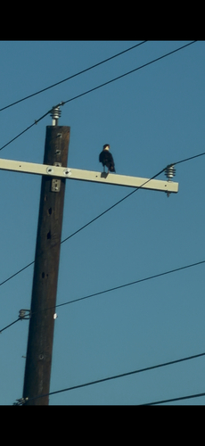 Crested Caracara