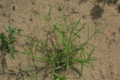 Corispermum elongatum