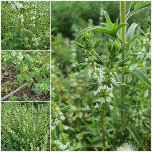 Lagopsis supina iNat (1)