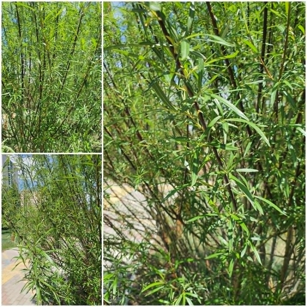Salix rorida; photograph (c) Urgamal Magsar, some rights reserved (CC BY)
