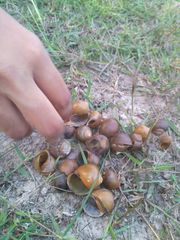 Gastropoda