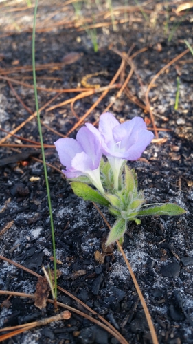 Ruellia caroliniensis subsp. ciliosa image