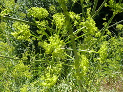 Opopanax chironium