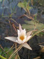 Nymphaea
