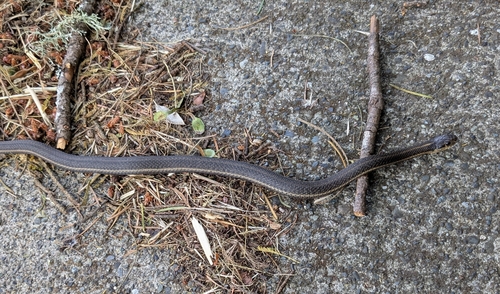 Northwestern Garter Snake