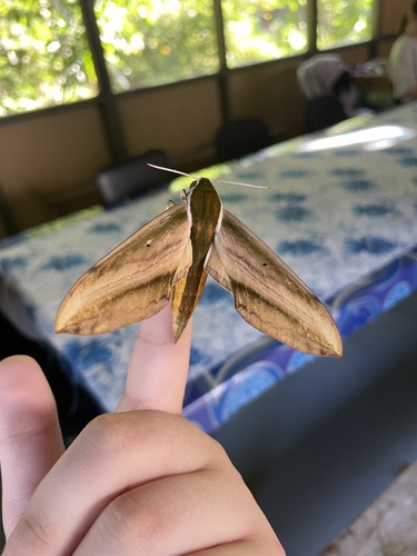 Yam Hawkmoth