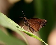 Ancistroides nigrita