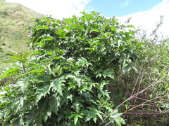Solanum saponaceum