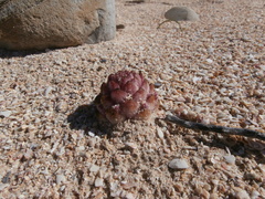 Hyobanche robusta