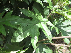 Solanum saponaceum