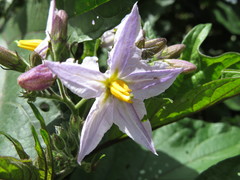 Solanum saponaceum