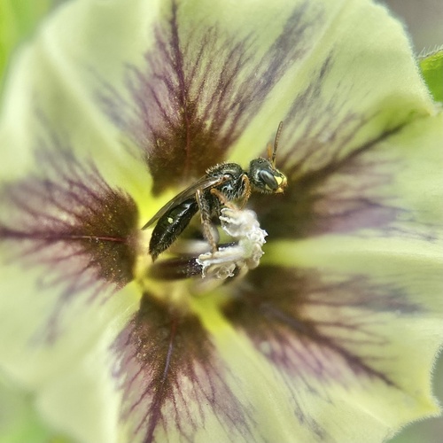 Ground Cherry Fairy Bee