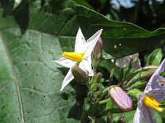 Solanum saponaceum