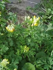 Corydalis nobilis