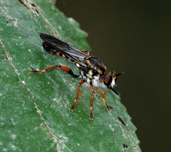 Laphriini