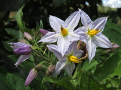 Solanum saponaceum