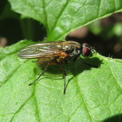 Hydrophoria linogrisea