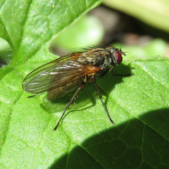 Hydrophoria linogrisea